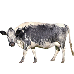 Fjall Cow